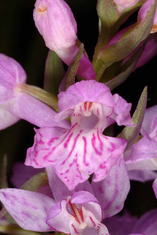 Dactylorhiza maculata